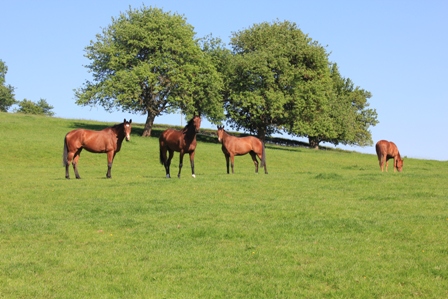 circular-gallop-2012-031-1-w600-1