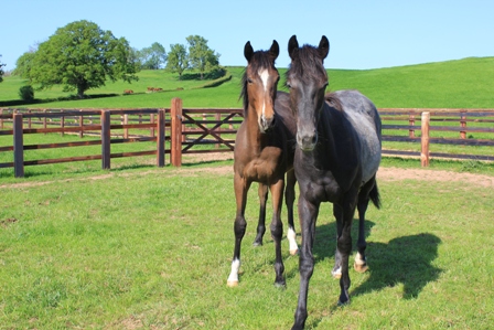 circular-gallop-2012-054-1-w600-1