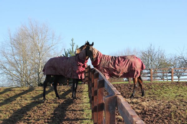 edgfacilitiespaddocksweb-w600-1